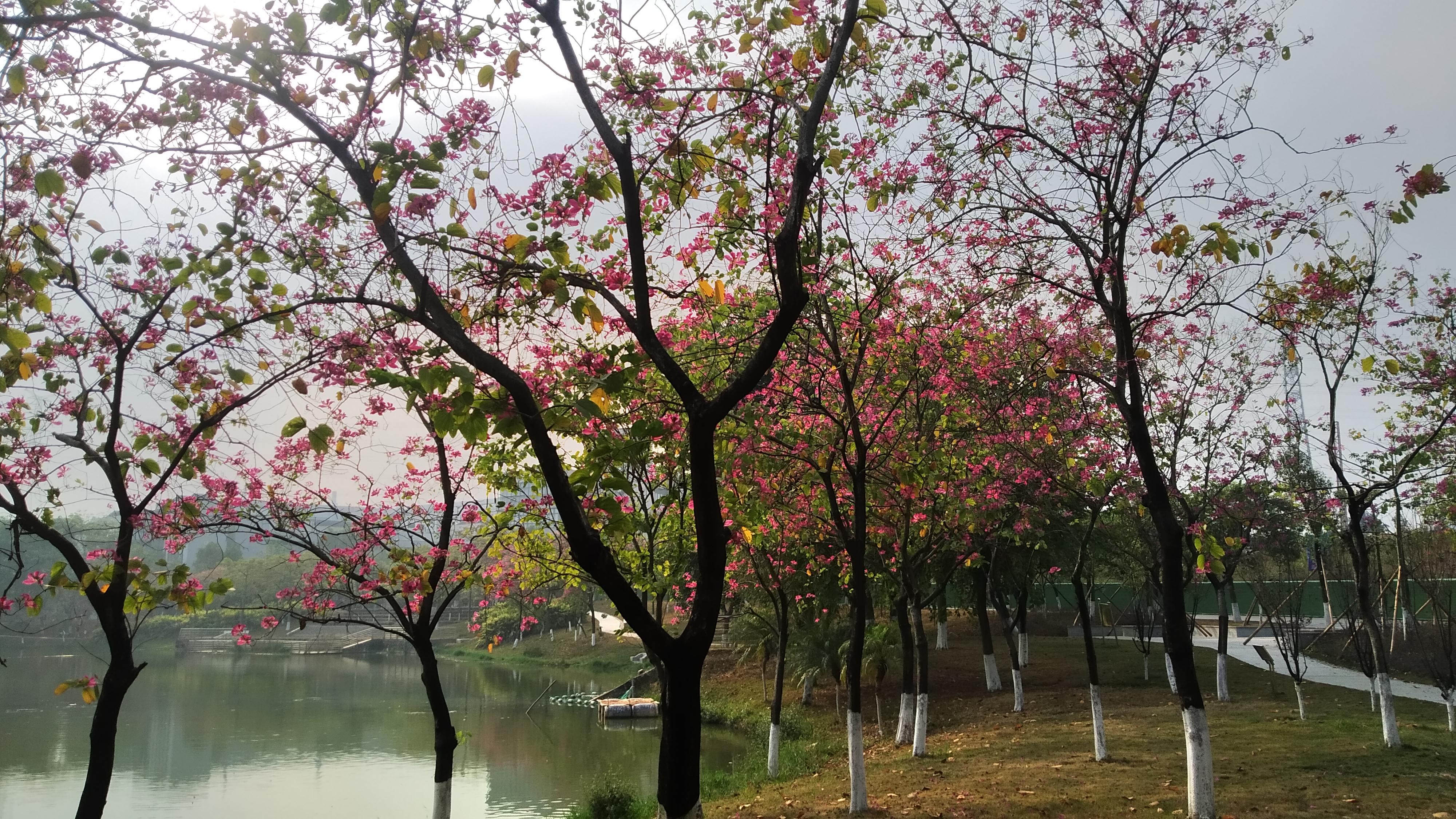 东莞职业技术学院，探索知识与技能的殿堂