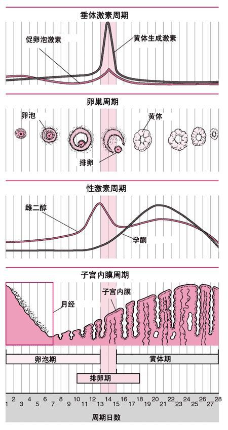 爱丽丝 第302页
