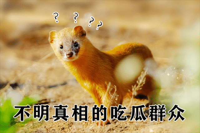 黄皮子，今晚独胆预测的神秘力量