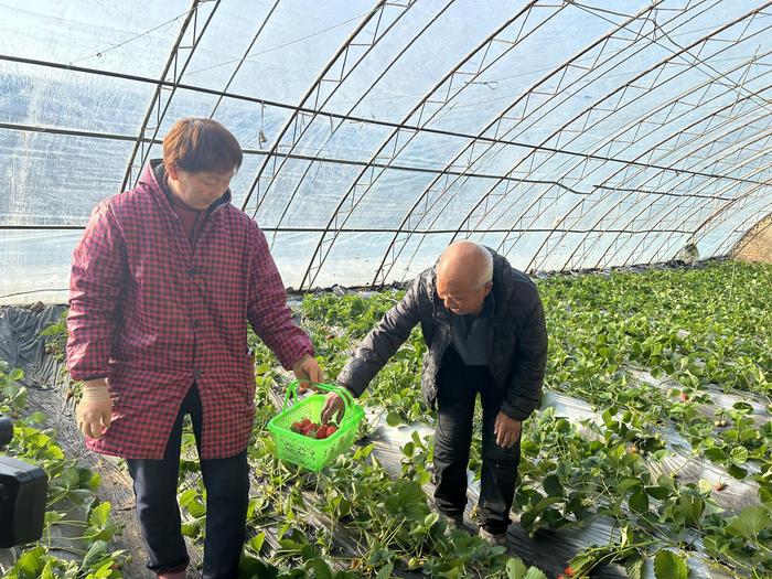 采摘新风尚，探索采摘网与牛摘网的魅力之旅