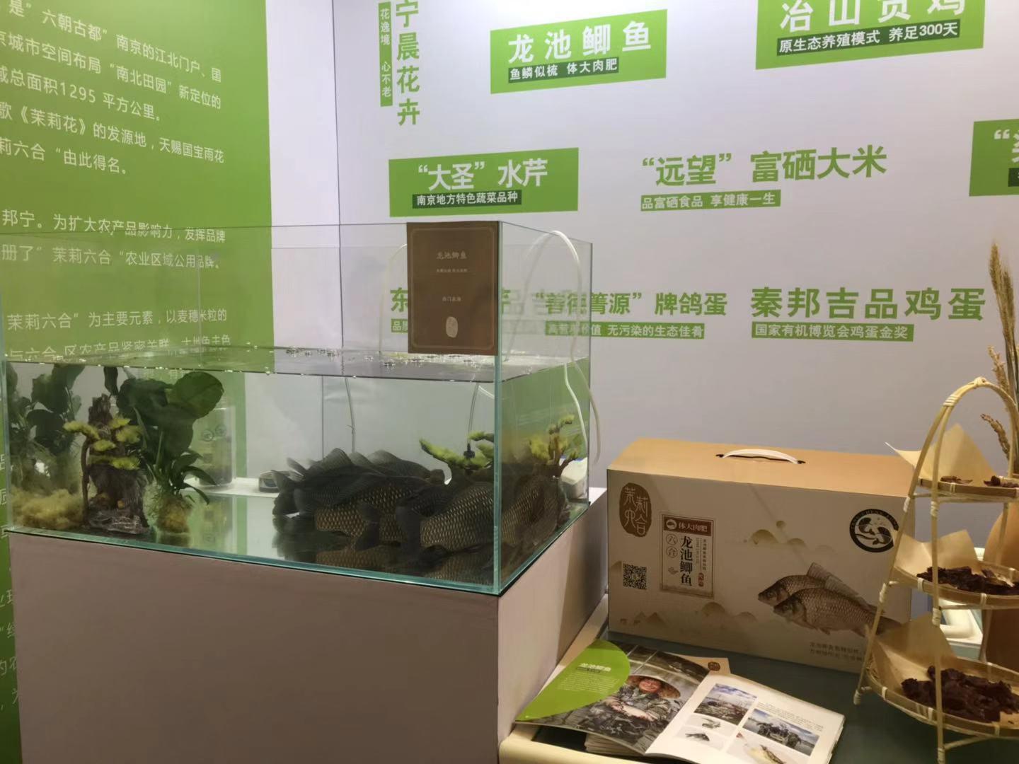 探索六合高手论坛，一个充满智慧与策略的交流平台高手论坛免费资料好