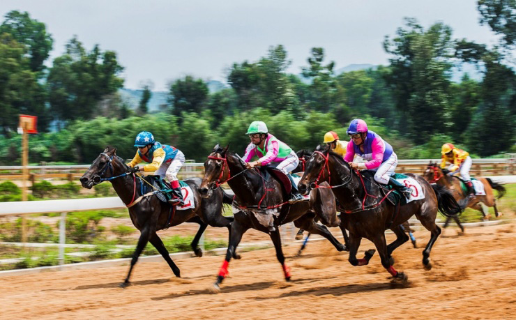 2019年香港马会内部免费资料，揭秘赛马的智慧与策略香港内部马料免费资料下载