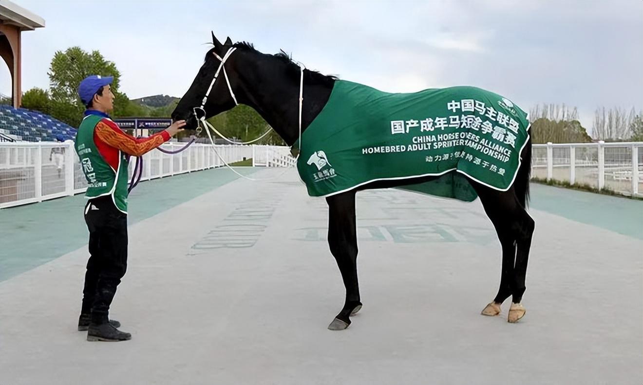 探秘2019年香港马会开码结果直播，一场精彩绝伦的赛场盛宴香港马 会开奖结果新闻