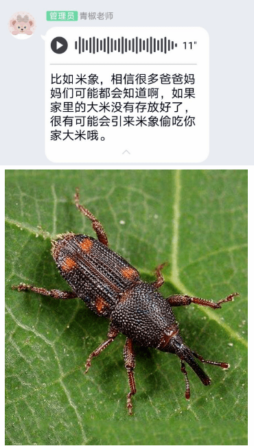 探索天牛网站，3D图谜的奇妙世界天牛网站3d图谜图库