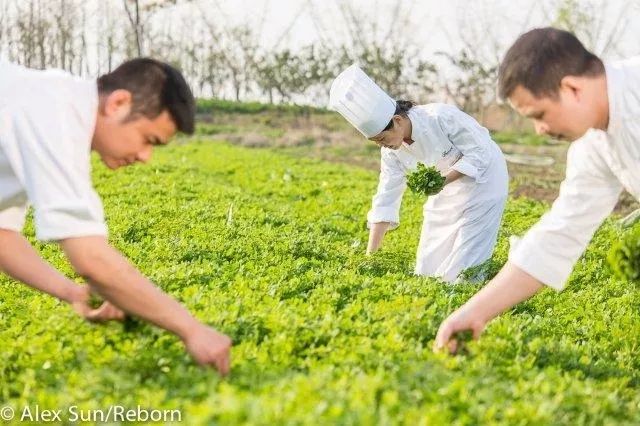 采摘体验，亲近自然，收获幸福的绿色之旅采摘体验园策划方案