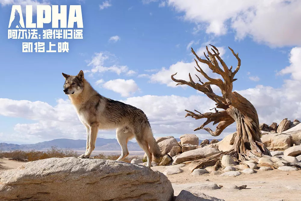 广西的狼论坛，探索地方文化与野性魅力的交汇点广西狼权威精英论坛