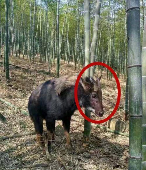 探索香港今期开奖结果，揭秘背后的故事与影响香港今期开奖结果资料图片大全第二十期四不像